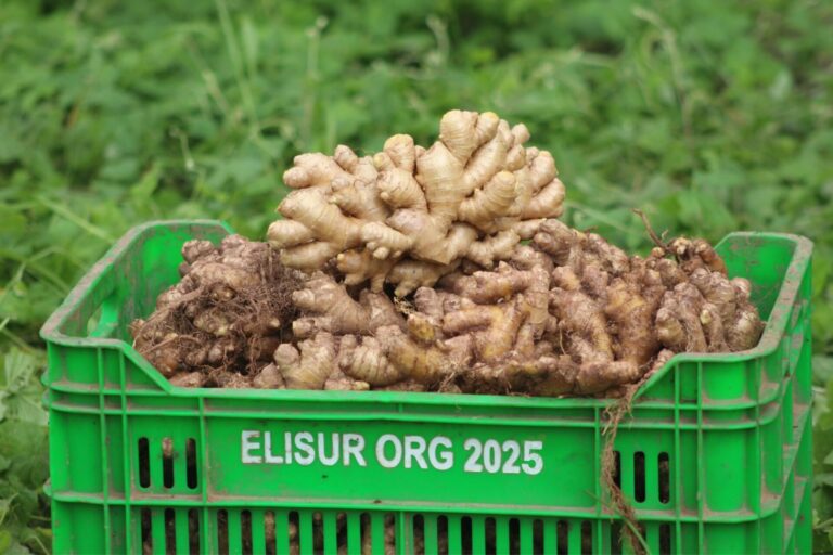 field_visit_elisur_5