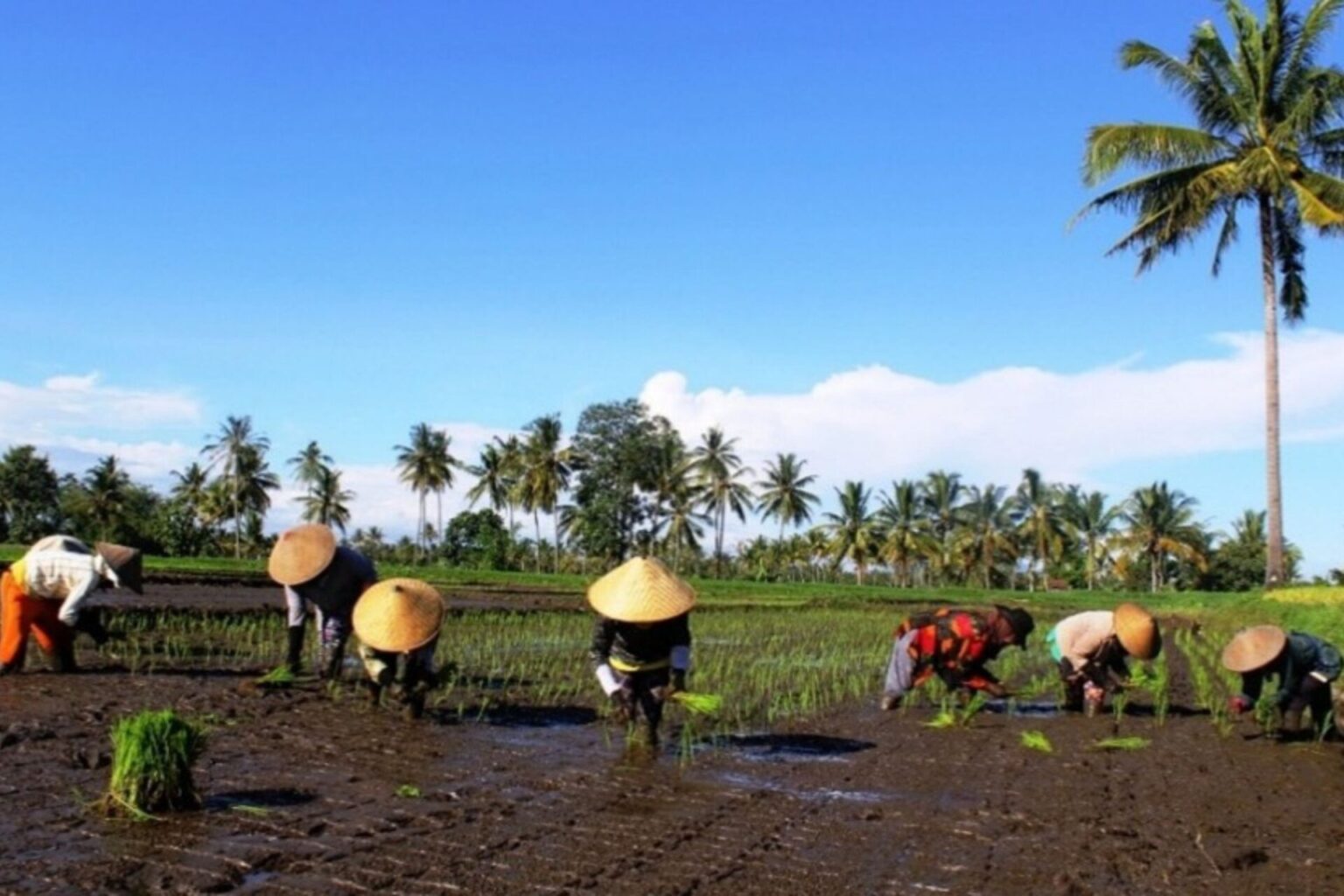 Preserving Heirloom Rice and Lifting Farmer Incomes in East Java ...