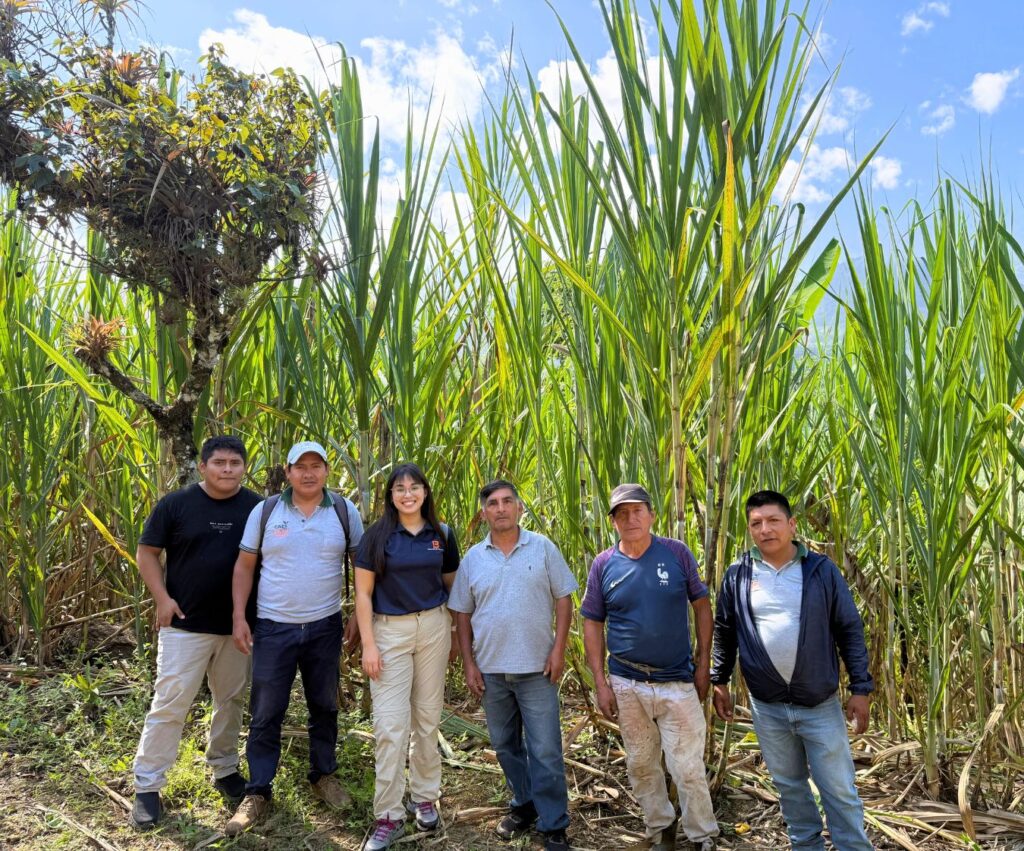 caes_piura_panela