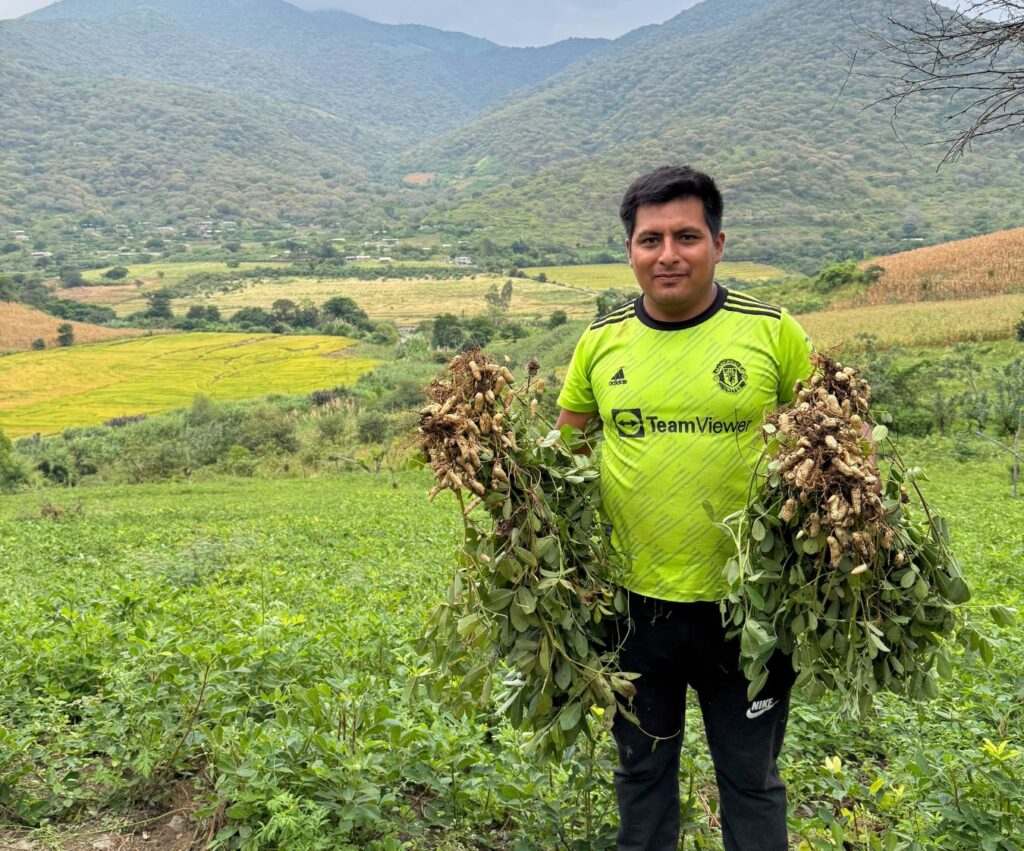 caes_piura_peanuts_harvest