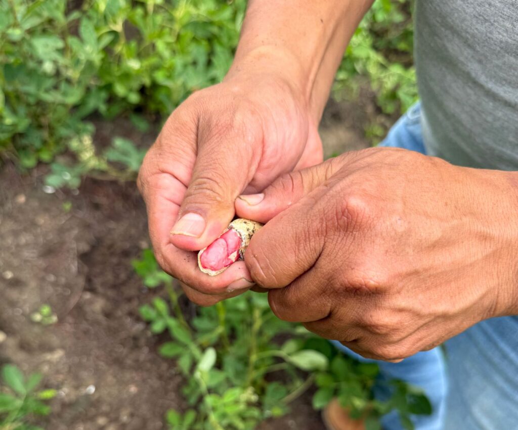 caes_piura_peanuts_harvest_2